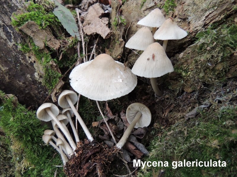 Mycena galericulata-amf1319.jpg - Mycena galericulata ; Nom français: Mycène casquée